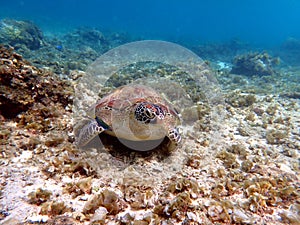 sea turtle in the coast near waters at moalboal