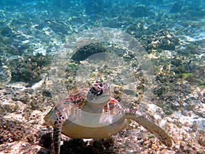 sea turtle in the coast near waters at moalboal