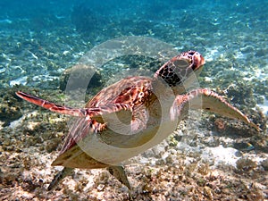 sea turtle in the coast near waters at moalboal