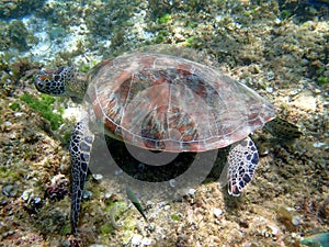 sea turtle in the coast near waters at moalboal