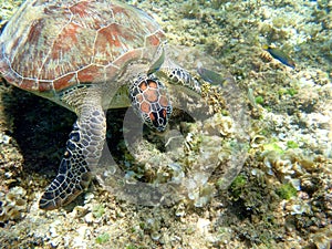 sea turtle in the coast near waters at moalboal