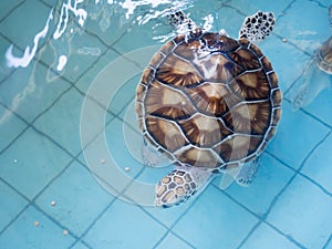 Sea Turtle Conservation Center, Thailand