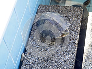 Sea Turtle Conservation Center, Thailand