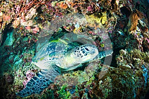 Sea turtle on coral bunaken sulawesi indonesia mydas chelonia underwater