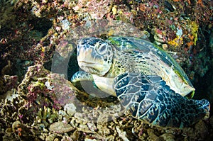 Sea turtle on coral bunaken sulawesi indonesia mydas chelonia underwater