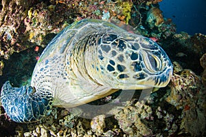 Sea turtle on coral bunaken sulawesi indonesia mydas chelonia underwater