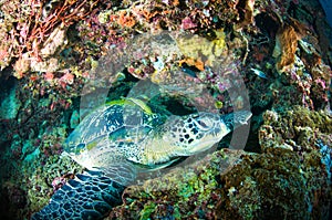 Sea turtle on coral bunaken sulawesi indonesia mydas chelonia underwater