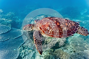 Sea turtle on the coral reef photo