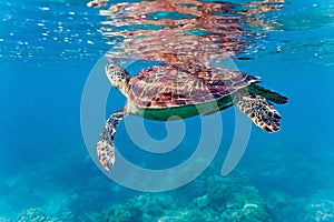 Sea turtle on the coral reef