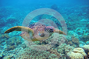 Sea turtle in coral reef. Exotic marine turtle underwater photo. Oceanic animal in wild nature. Summer vacation activity