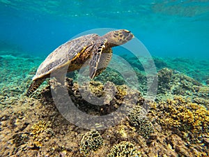 A sea turtle from the coral reef near Gili Meno