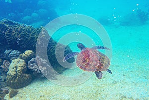 Sea turtle in coral reef. Vulnerable marine turtle underwater photo. Oceanic animal in wild nature