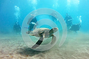 Sea Turtle with Crowd of Divers in Background