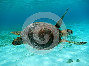 Sea turtle Curacao