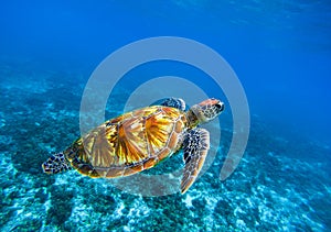 Sea turtle in deep blue seawater. Green sea turtle closeup. Tropical coral reef fauna.