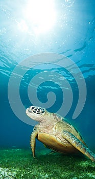 Sea turtle deep underwater