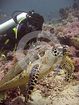 Sea turtle scuba dive sabang philippines photo