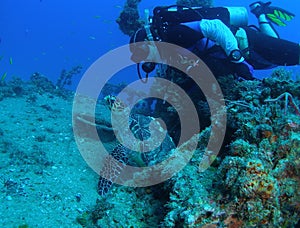 Sea Turtle with Diver