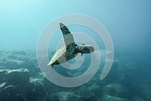 El mar tortuga comer el plastico bolsa Océano contaminación 