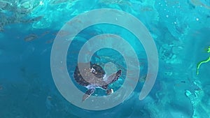 The sea turtle eating in the clear, transparent sea water. View from above
