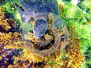 Sea turtle eating seaweed
