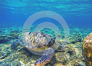 Sea turtle eating seaweeds on seabottom. Green turtle in wild nature.