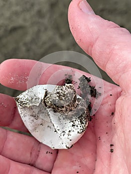Sea Turtle Egg Empty in Hand