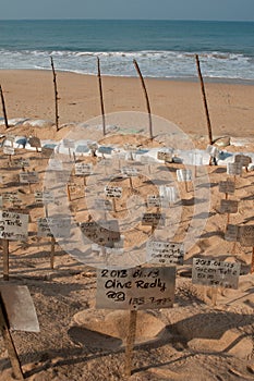 Sea Turtle egg-laying