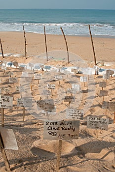 Sea Turtle egg-laying under people protection