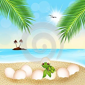 Sea turtle eggs on the beach