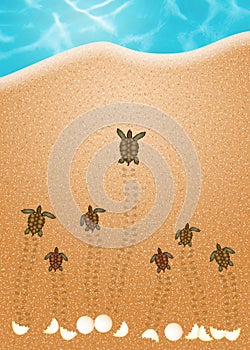 Sea turtle eggs on the beach