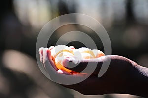 Sea Turtle Eggs On Hand At Kosgoda Sea Turtle Conservation Project