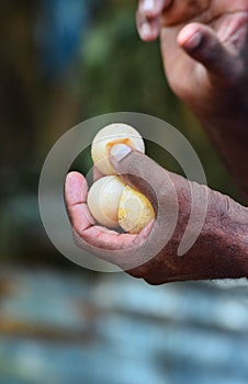 Sea Turtle Eggs On Hand At Kosgoda Sea Turtle Conservation Project