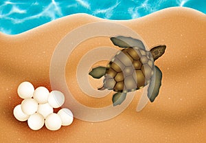 Sea turtle eggs