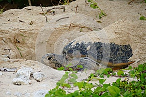 Sea turtle emerging from the sand in the early morning, Zamami, Okinawa, Japan