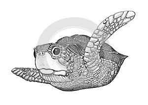 More korytnačka rytina ilustrácie 