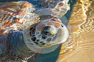 Sea Turtle Eyes and Face