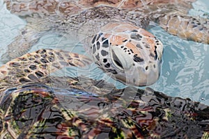 Sea turtle face in blue waters