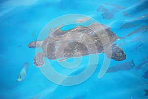 Sea turtle with fish