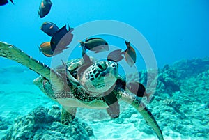 Sea turtle and fish swimming together