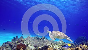 A sea turtle floats close to reef bottom.