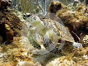 Sea turtle gazes at a passing diver