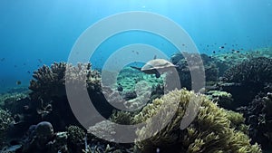 Sea turtle glide elegantly near surface of water in underwater sun in Bali.