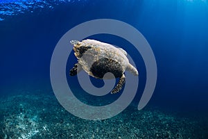 Sea turtle glides in deep ocean. Beautiful sea turtle underwater