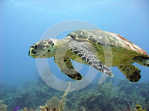 Sea turtle glides over a beautiful coral reef