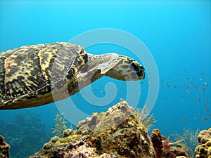 Sea turtle glides over a beautiful coral reef