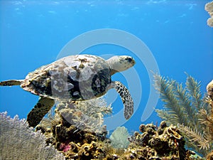 Sea turtle glides over a beautiful coral reef