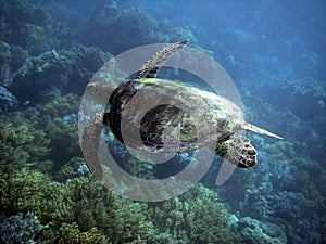 Sea Turtle in Great Barrier Reef