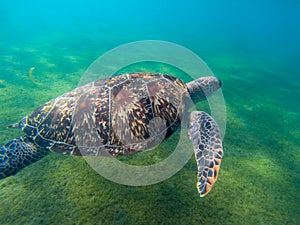 Sea turtle in green shore of tropical sea. Big marine tortoise in natural environment. Snorkeling or diving banner