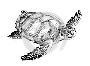 Sea turtle hand drawn engraving style sketch Underwater animals